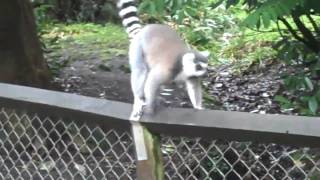 preview picture of video 'Lemurs at Cricket St Thomas'