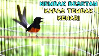 Download lagu Murai batu muntah ISIAN kapas tembak,cililin,kenari seketika lawan langsung EMOSI tambah GACOR mp3 Download lagu Murai batu muntah ISIAN kapas tembak,cililin,kenari seketika lawan langsung EMOSI tambah GACOR mp3
