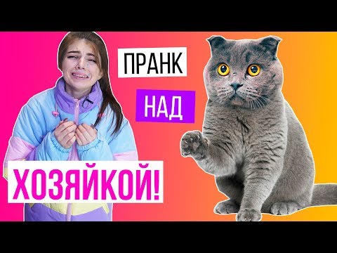 ПРАНК КОТИКА НАД ХОЗЯЙКОЙ | РАЗЫГРАЛА ХОЗЯЙКУ