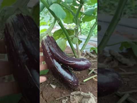 , title : 'Amazing Vegetable Eggplant 🍆#eggplant #farming #green #fruit #nature #vegetable #garden #food#chili'