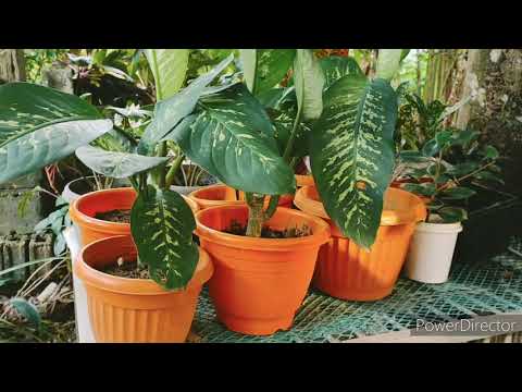 Plants & Flowers (The Backyard Edition)