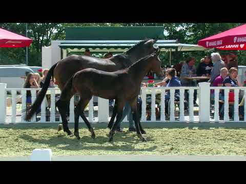 Stf v Quantensprung x Scolari x Welt Hit I O 2018