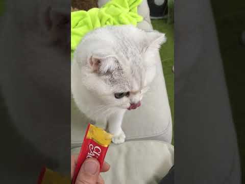 Lam Ying Hoi-CIAO 日本第一銷量貓小食 超級貓模短片大賽
