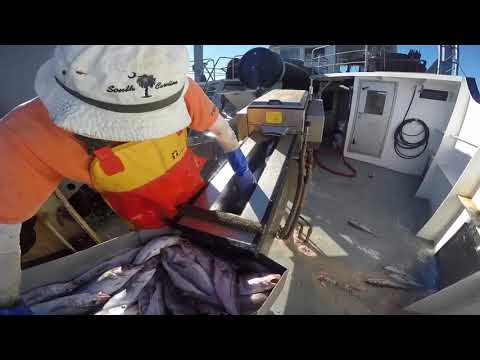 The F/V Nobska Haddock Fishing