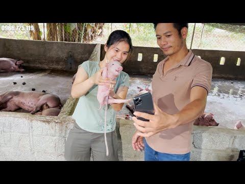 , title : 'Cách chăm sóc lợn con sau khi sinh | Quy trình chăm sóc heo con sau cai sữa'