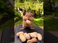 Yummy Yummy Sincap Fıstık Shorts Keşfet Fyp Günaydın