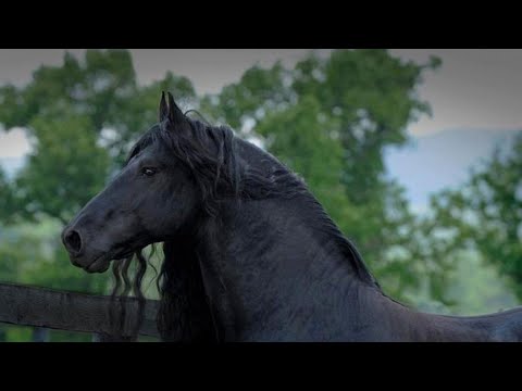 , title : 'Détente - Une vision de rêve du Frison, un des plus beau et des plus majestueux cheval au monde'