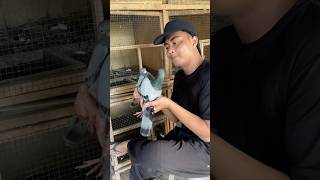 Download lagu It turns out it's complicated to have lots of pigeons mp3 Download lagu It turns out it's complicated to have lots of pigeons mp3