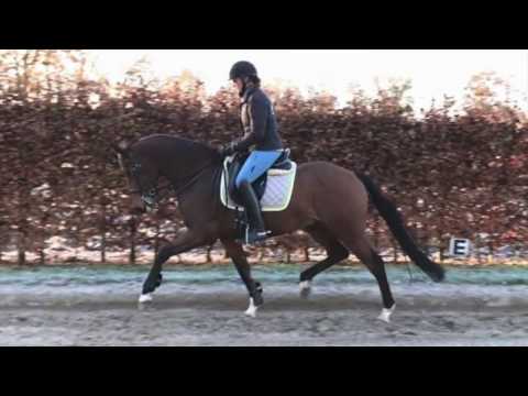 *SOLD* IMPORTED 2009 KWPN Gelding - 3rd Level