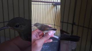 Download lagu KONIN IJOAN PEDES ! NEKTAR FAVORIT KONIN ! KONIN 250924 #konin mp3