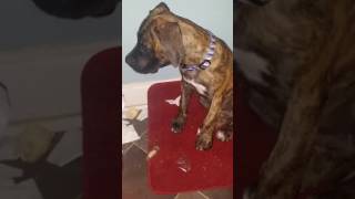 Can I get privacy Blue?/video log #11