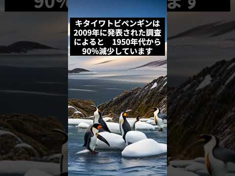 フォークランド諸島のイワトビペンギン