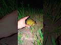 Catch the frogs #youtubeshorts #frog #short #cutefrog #thefive-leggedfrog #viralfrog #frogsvideo