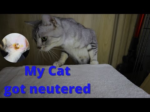 The day they took out his balls| Cat Neutering| After care Surgery