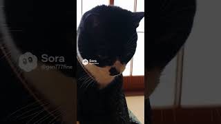 将棋対決 #猫 #cat #生成ai #shorts
