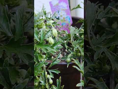 園芸 白蔓クレマチス、ヘッジクレマチス、ベガーハーブ