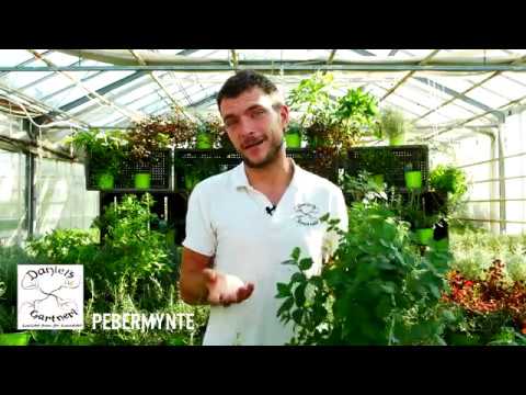 Daniel's Gartneri - Pebermynte