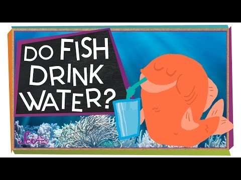 Do fish drink water?
