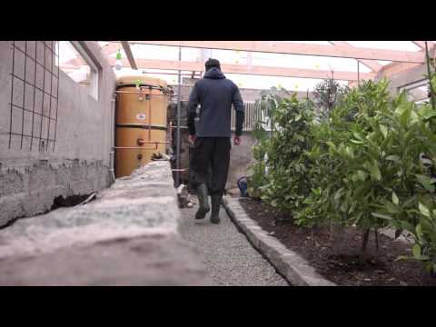 , title : 'Bygga växthus del 4 - Vinterväxthus självförsörjning winter greenhouse'