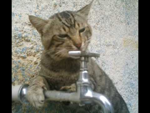 Orquestra Dos Bichos - Trem da Alegria