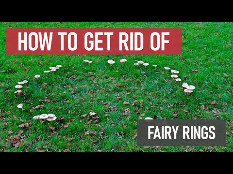 How to Get Rid of Fairy Ring [Lawn Fungus &amp; Disease]