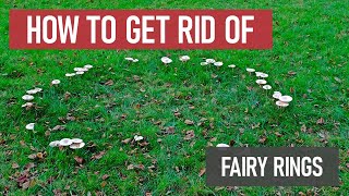 How to Get Rid of Fairy Ring [Lawn Fungus & Disease]