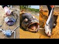 Seafood Catching in Sea - Fishermen Catch Sharks, Octopuses and many Strange Sea Creatures #7