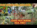 Suara Pikat Burung Kecil Ribut Pikat Burung Kecil Mp3 Burung Ribut Mikat Burung