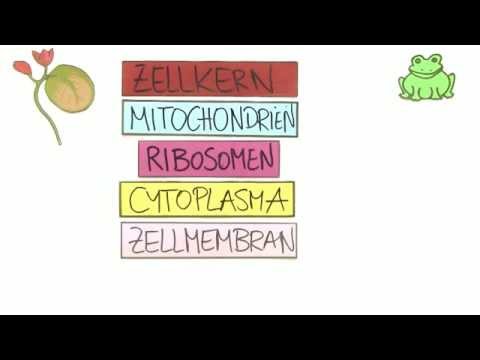Vergleich Tierzelle und Pflanzenzelle  | Biologie | Cytologie