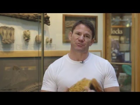 Ichthyosaurs - not dinosaurs, but marine reptiles