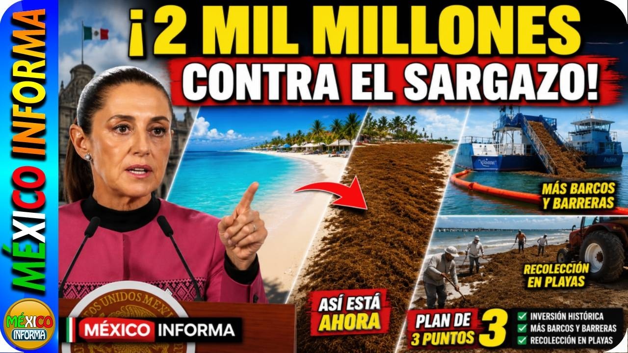 SHEINBAUM ANUNCIA 2 MIL MILLONES CONTRA EL SARGAZO. ASÍ VAN A RESCATAR EL CARIBE MEXICANO.