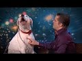 Dog sings Whitney Houston | Belgium's Got Talent ...