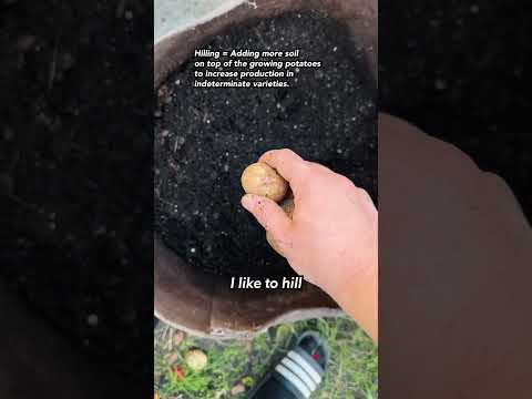 The ULTIMATE Potato Growing Vessel - Why 15 Gallon Grow Bags Are The Best #growyourownfood #potatoes