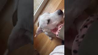 Video preview image #1 Beagle-Unknown Mix Puppy For Sale in Wakefield, RI, USA