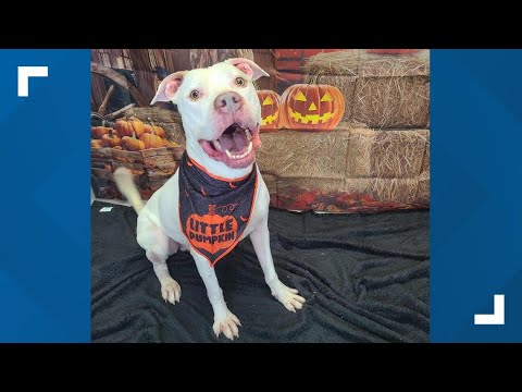 Pets of the Week: 10-25-2025 - YouTube