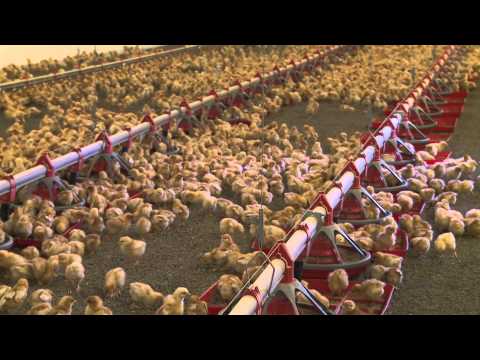 Tour a Willamette Egg Farms Organic Brooder House