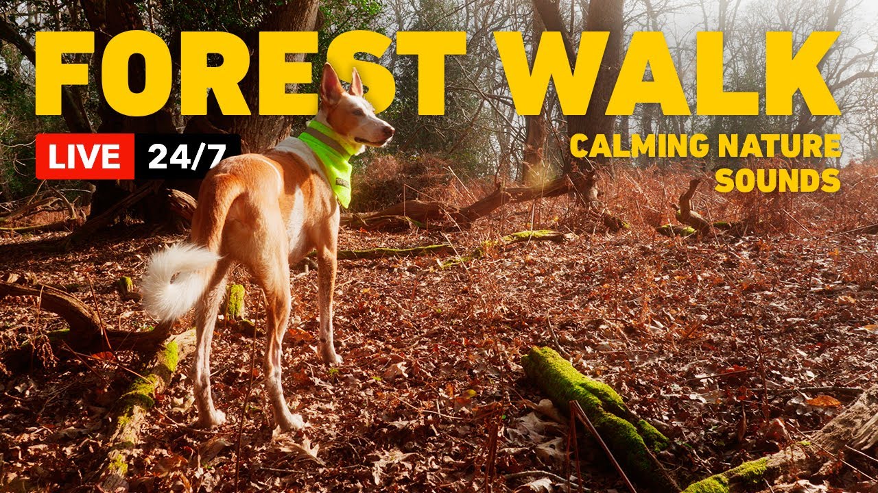 🔴LIVE: Dog TV 24/7 🐾 Peaceful Dog Walk in Ancient Woodland with Nature Sounds (4K HDR)
