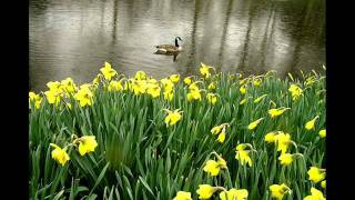 rain drops keep falling on my head