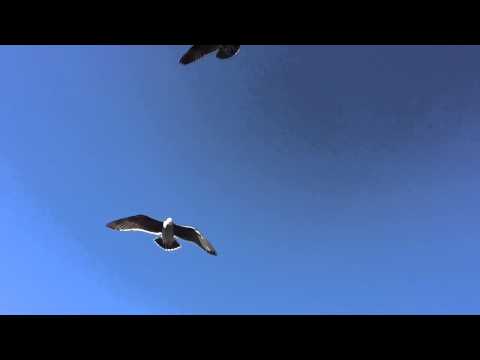 Feeding the seagulls (the Cristeas)
