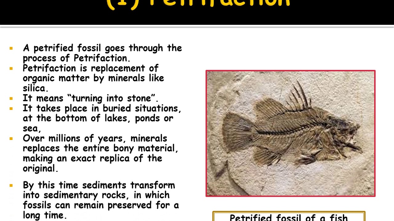Fossils PPT