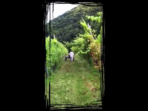 Nel vigneto con la BCS