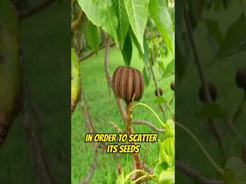 The Dynamite Tree #shorts