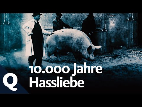 , title : 'Die Geschichte der Beziehung zwischen Mensch und Schwein | Quarks'