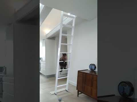 cat climbing a ladder