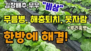 김장배추.무우 무름병 해충퇴치 웃자람 뿌리혹병까지 이것으로 한방에 해결! 배추무름병의 원인과 해결방법