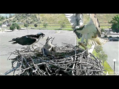 Louis brings a Whitefish and calls alerts..   Intruder overhead! 2018 07 07 11 44 16 241