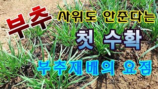 [텃밭농부.957]  부추 첫수확. 재배의 요점 몇가지 #부추재배