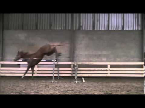 **SOLD TO USA** Amadeus (Guidam) x Kenwood x Pele x Notaris ~ Loosejumping