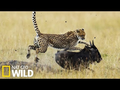 Guépard vs gnous