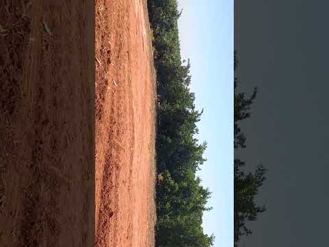 Interior de SP, Guaiçara